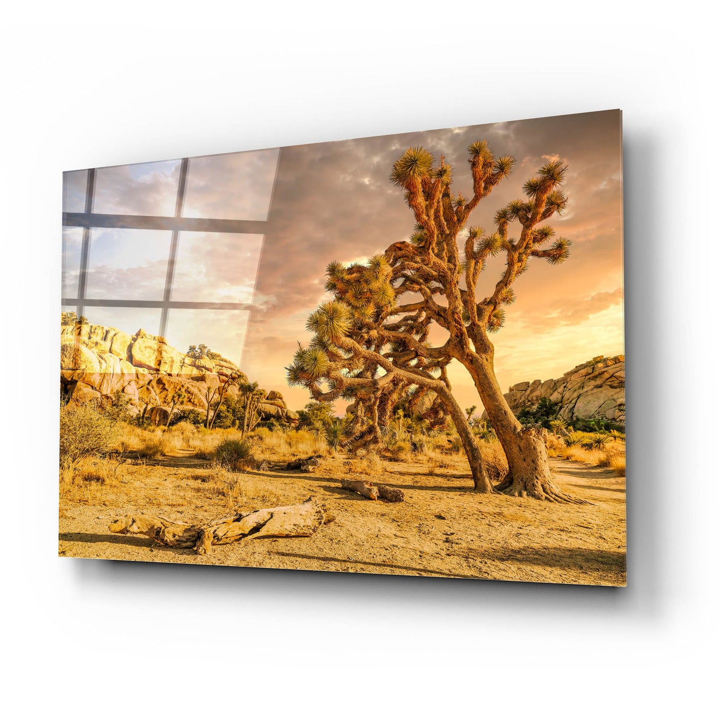 Epic Art 'Joshua Tree Golden Hour' by Mark A Paulda, Acrylic Glass Wall Art,24x16