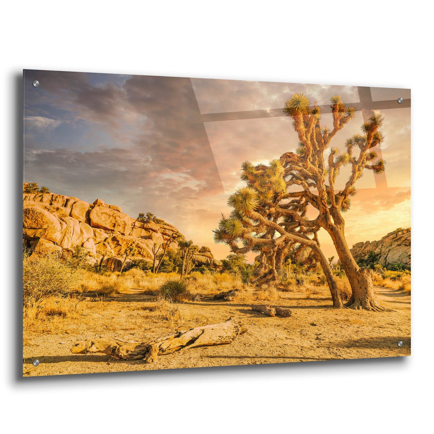 Epic Art 'Joshua Tree Golden Hour' by Mark A Paulda, Acrylic Glass Wall Art,36x24