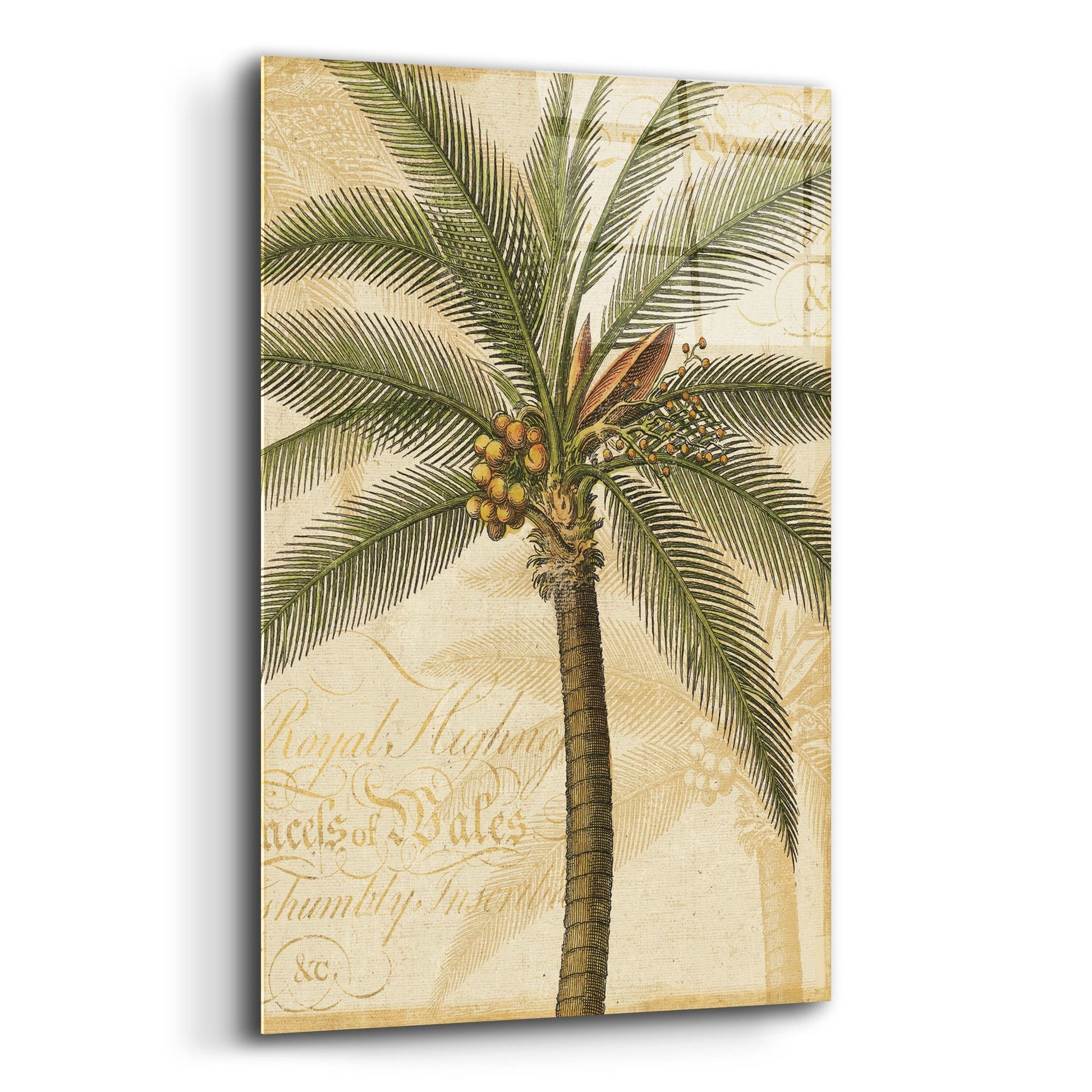 Epic Art 'Royal Palm II' by NBL Studio, Acrylic Glass Wall Art,12x16