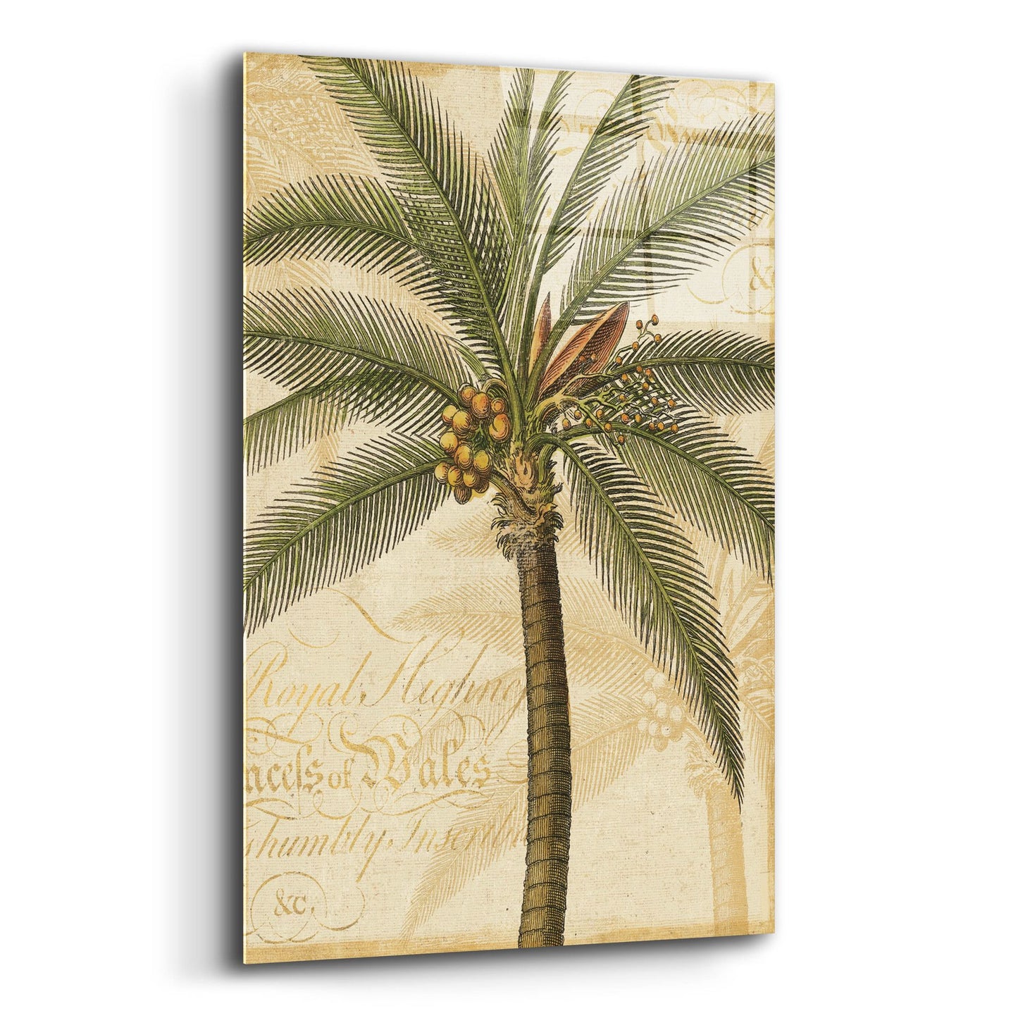 Epic Art 'Royal Palm II' by NBL Studio, Acrylic Glass Wall Art,16x24