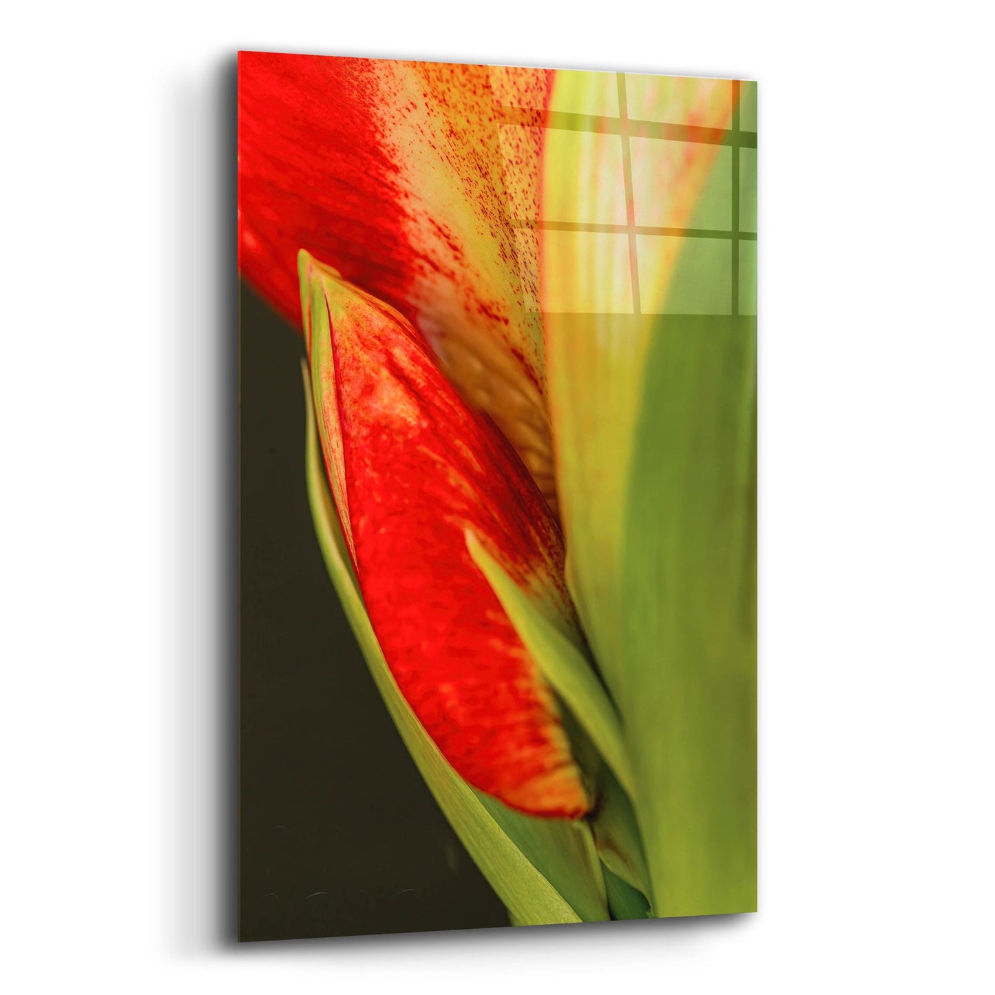 Epic Art 'Amaryllis' by Pamela Plummer, Acrylic Glass Wall Art,12x16