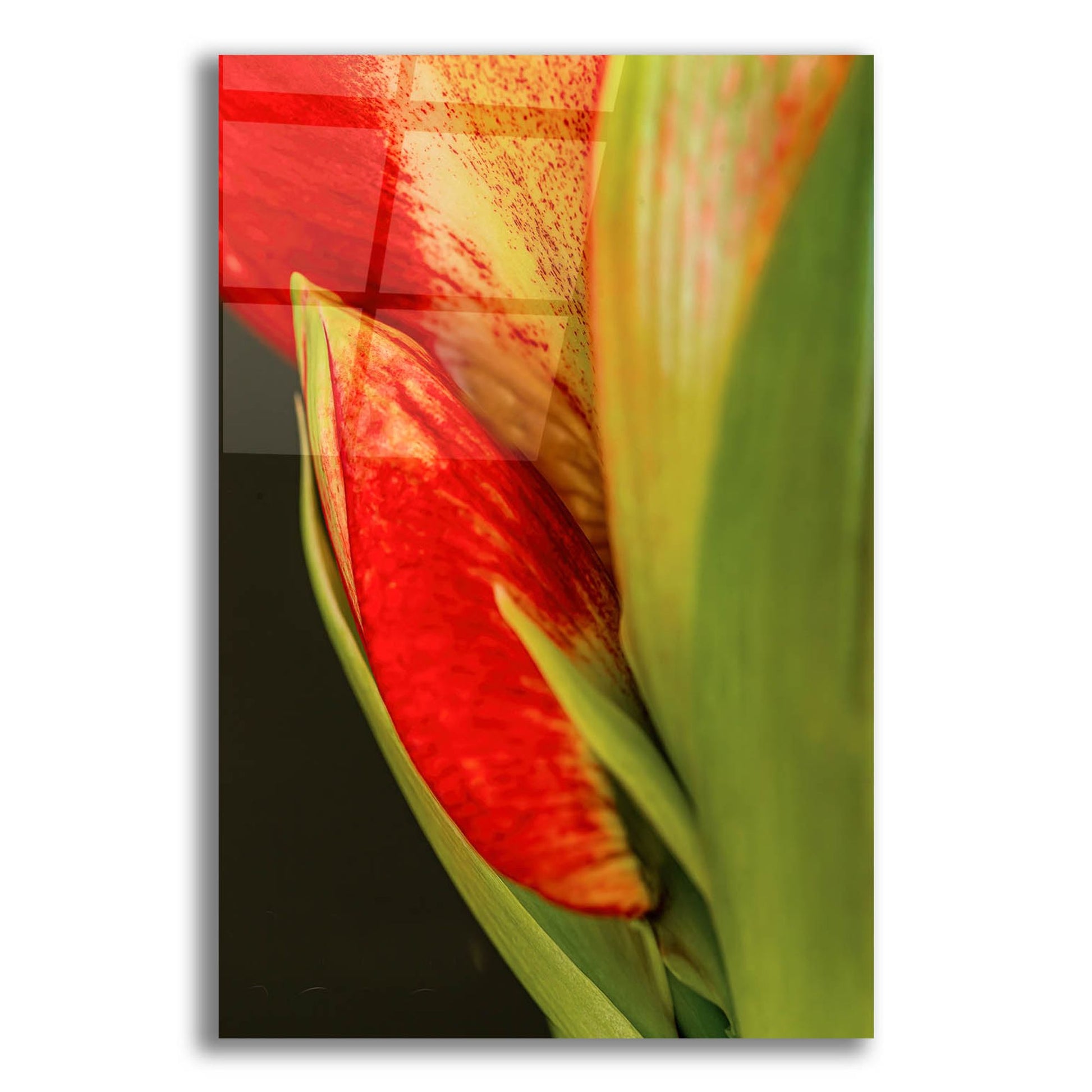 Epic Art 'Amaryllis' by Pamela Plummer, Acrylic Glass Wall Art,12x16