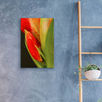 Epic Art 'Amaryllis' by Pamela Plummer, Acrylic Glass Wall Art,16x24