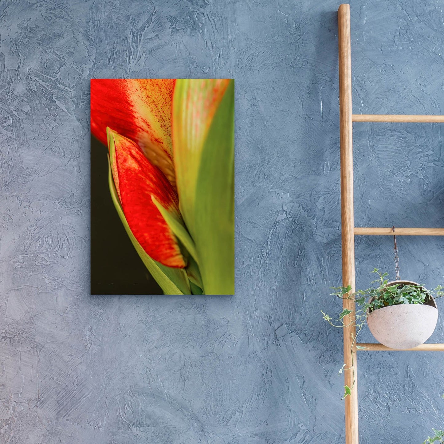 Epic Art 'Amaryllis' by Pamela Plummer, Acrylic Glass Wall Art,16x24