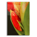 Epic Art 'Amaryllis' by Pamela Plummer, Acrylic Glass Wall Art