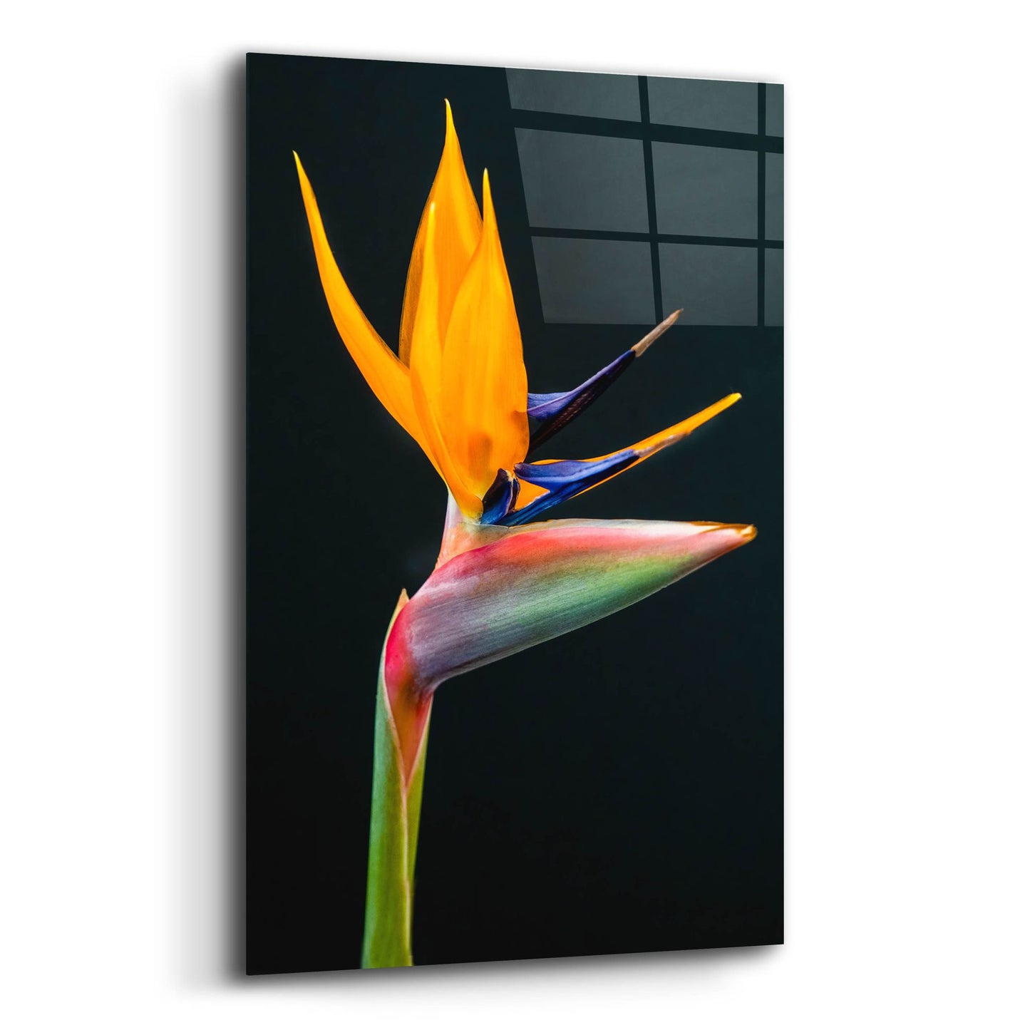 Epic Art 'Bird Of Paradise' by Pamela Plummer, Acrylic Glass Wall Art,12x16