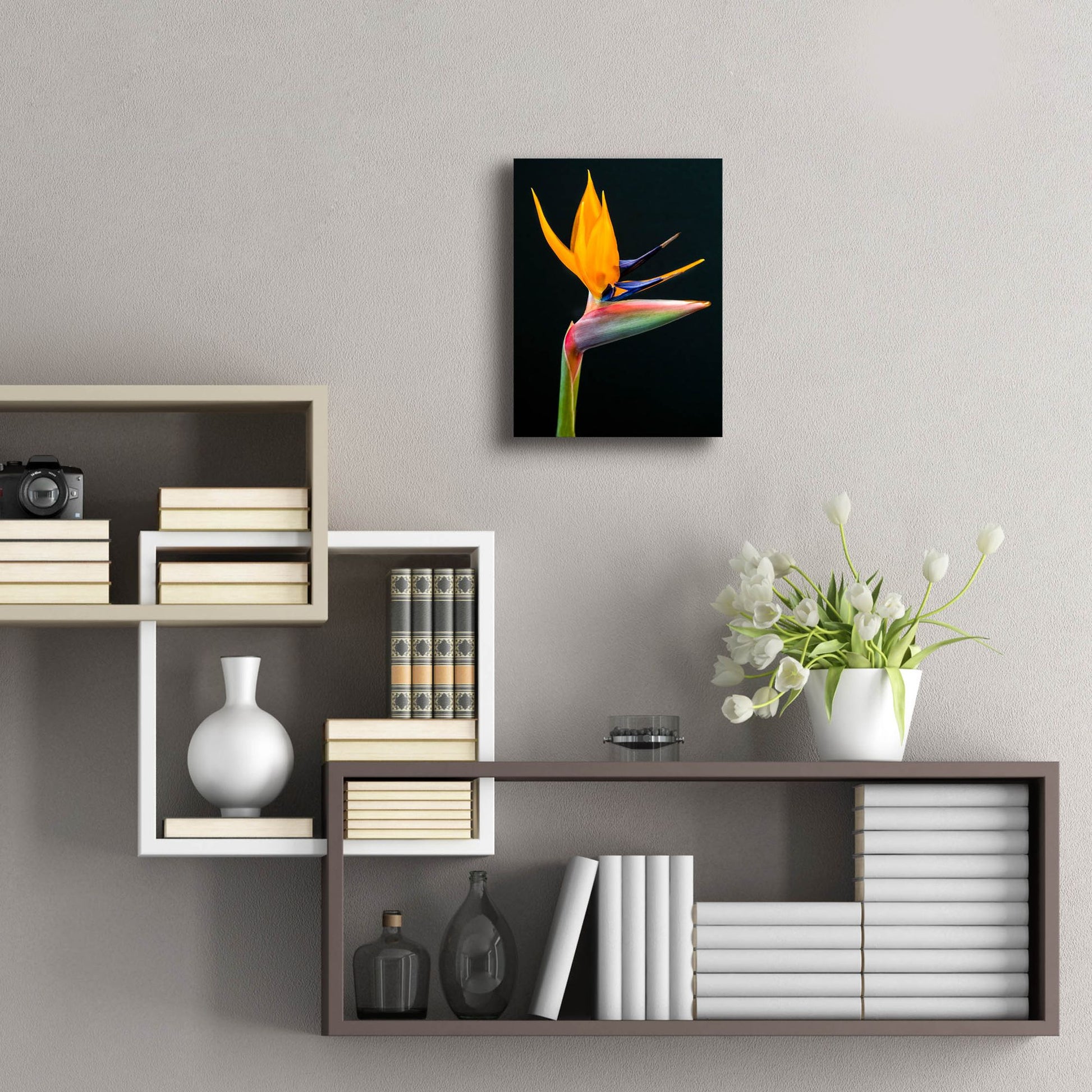 Epic Art 'Bird Of Paradise' by Pamela Plummer, Acrylic Glass Wall Art,12x16