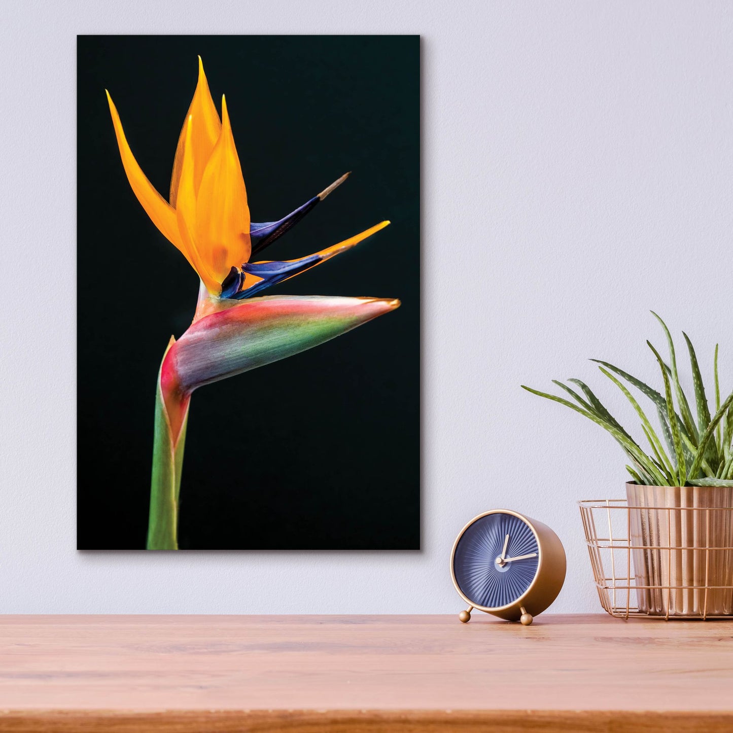 Epic Art 'Bird Of Paradise' by Pamela Plummer, Acrylic Glass Wall Art,12x16