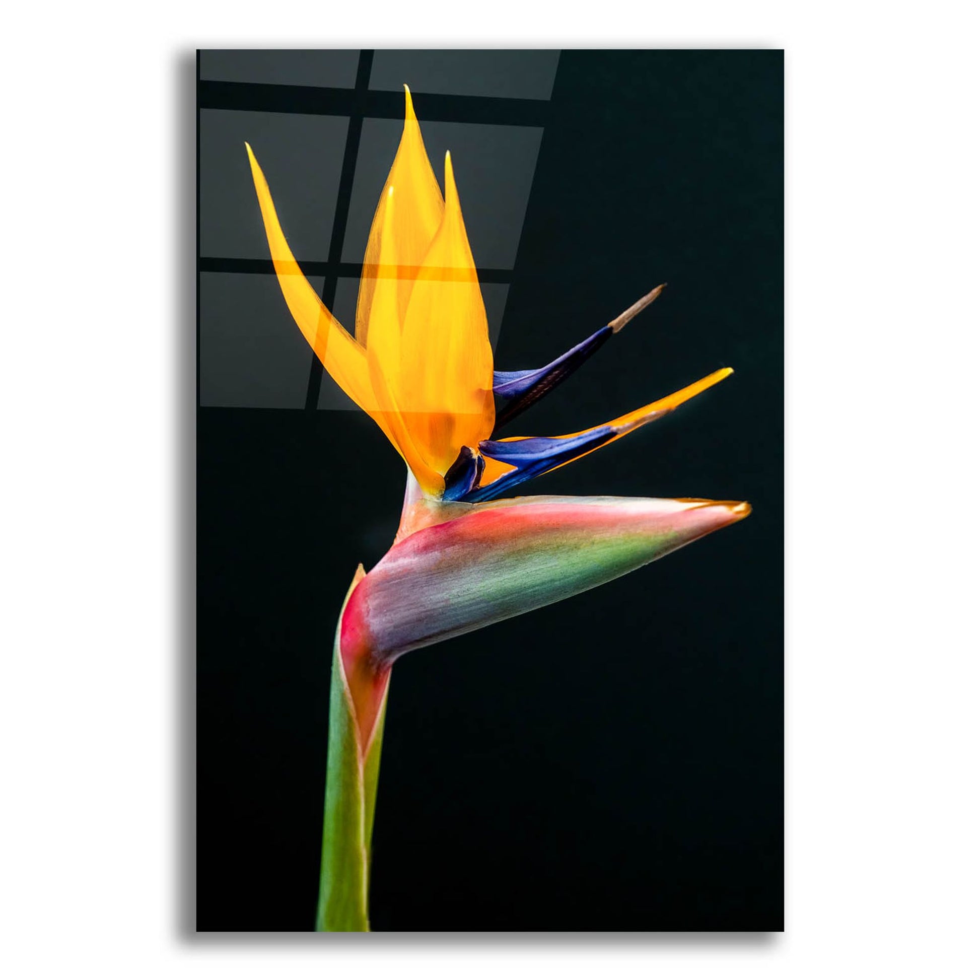 Epic Art 'Bird Of Paradise' by Pamela Plummer, Acrylic Glass Wall Art,12x16