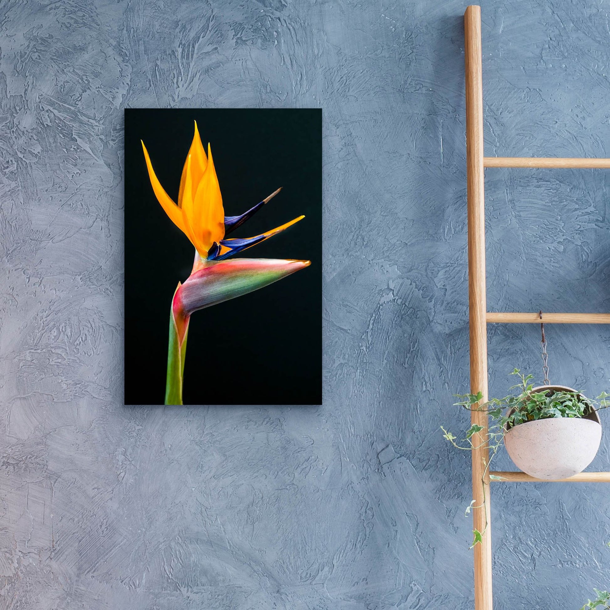 Epic Art 'Bird Of Paradise' by Pamela Plummer, Acrylic Glass Wall Art,16x24