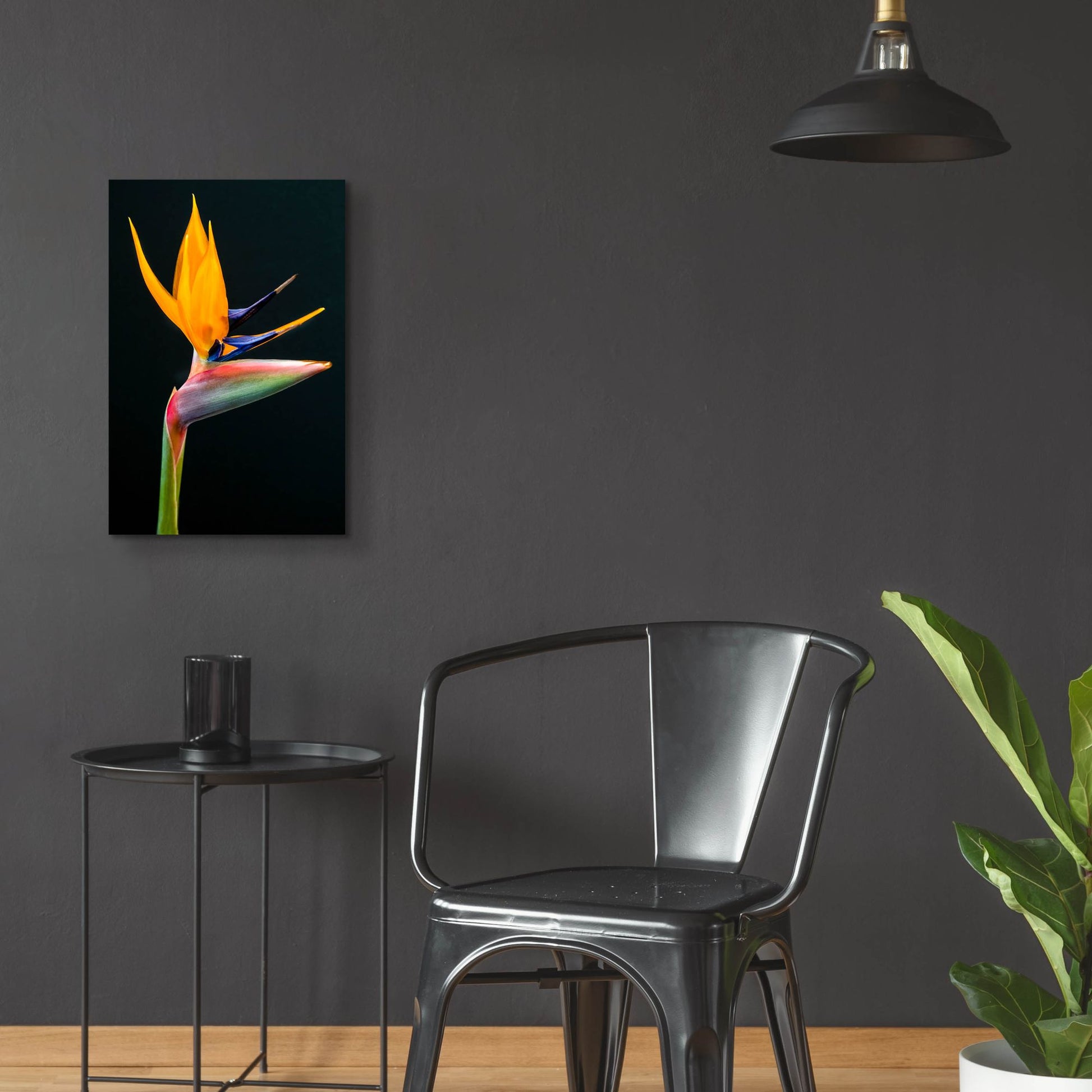 Epic Art 'Bird Of Paradise' by Pamela Plummer, Acrylic Glass Wall Art,16x24