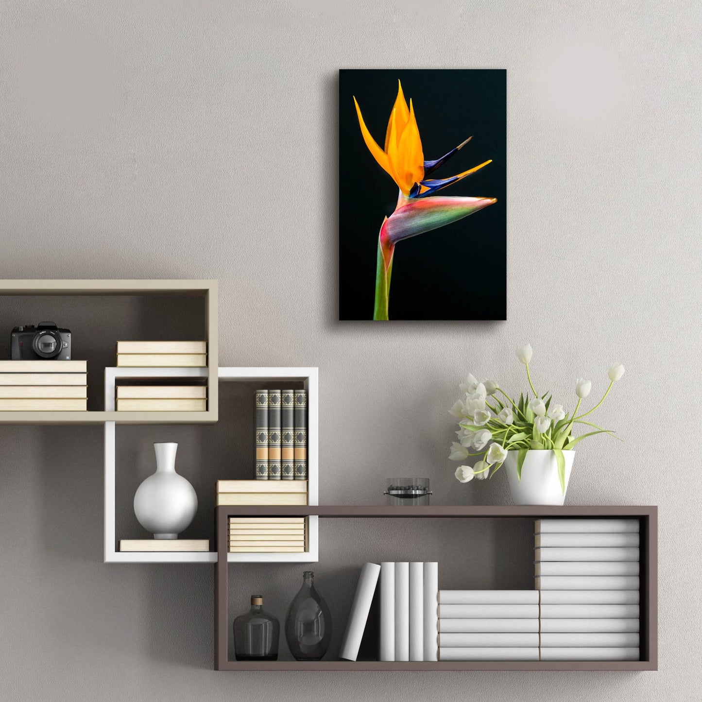 Epic Art 'Bird Of Paradise' by Pamela Plummer, Acrylic Glass Wall Art,16x24