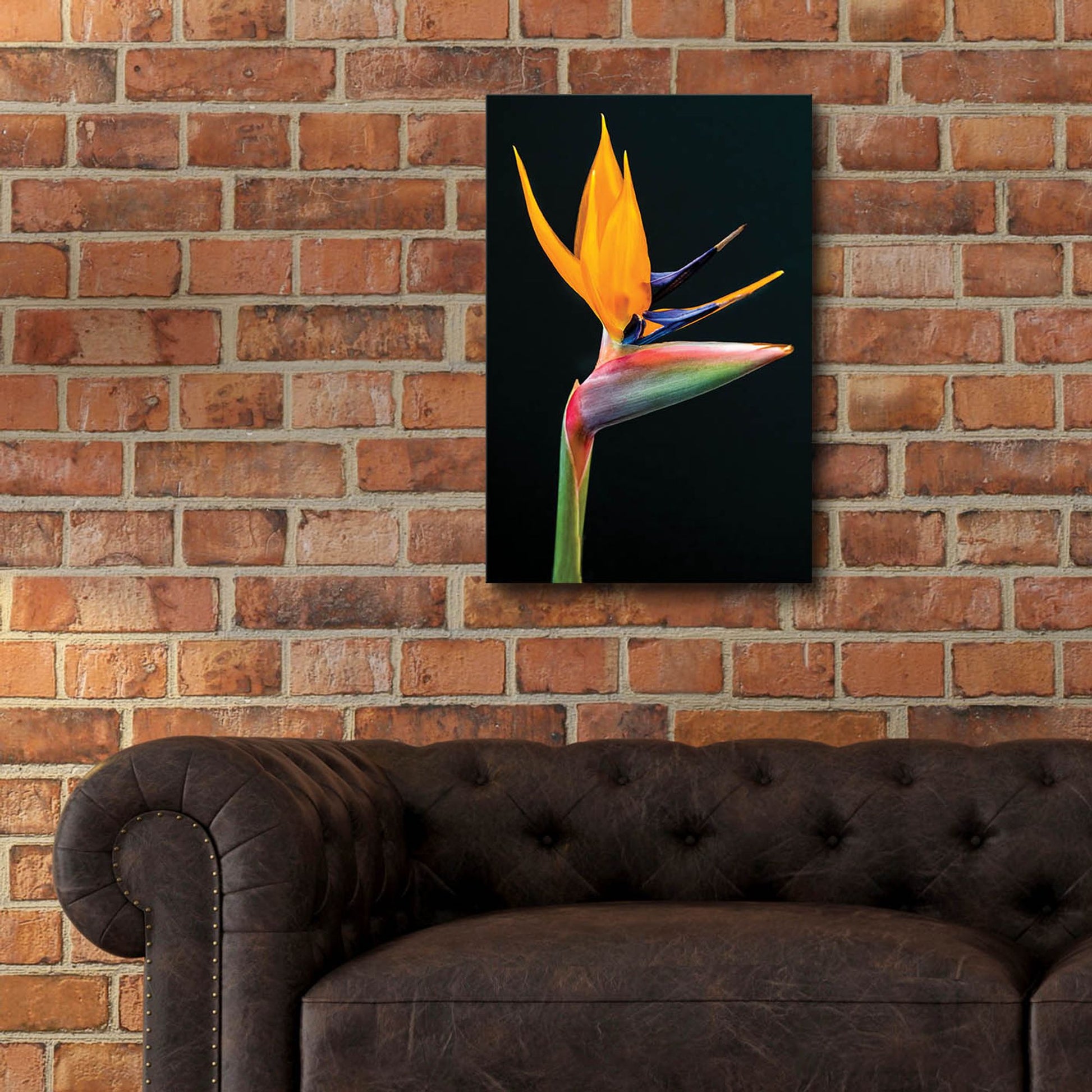 Epic Art 'Bird Of Paradise' by Pamela Plummer, Acrylic Glass Wall Art,16x24