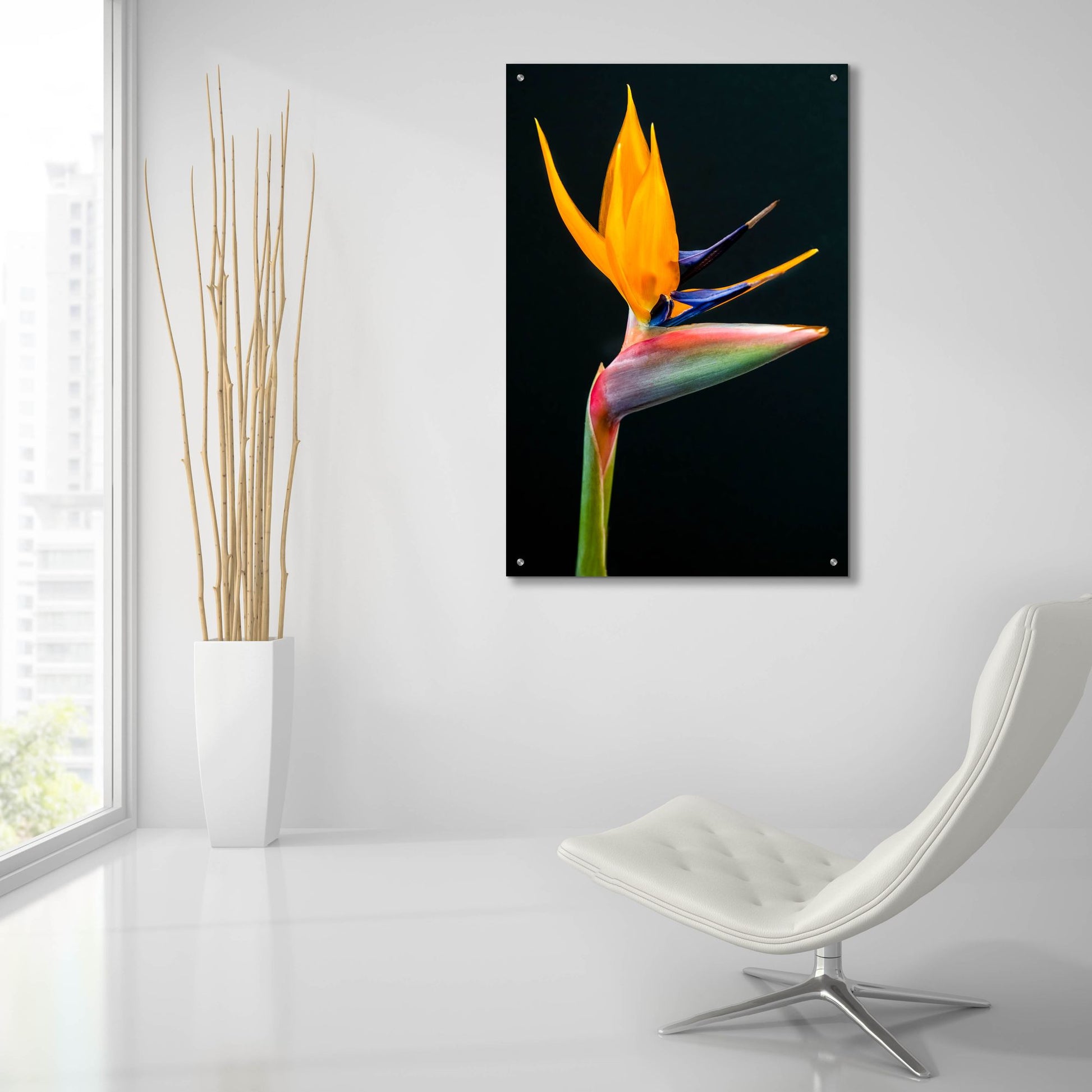 Epic Art 'Bird Of Paradise' by Pamela Plummer, Acrylic Glass Wall Art,24x36