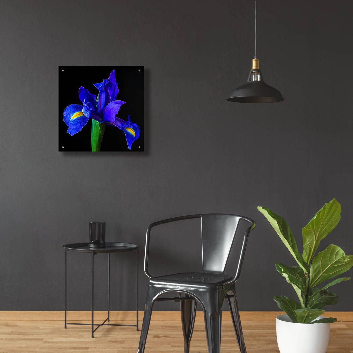 Epic Art 'Blue Iris' by Pamela Plummer, Acrylic Glass Wall Art,24x24
