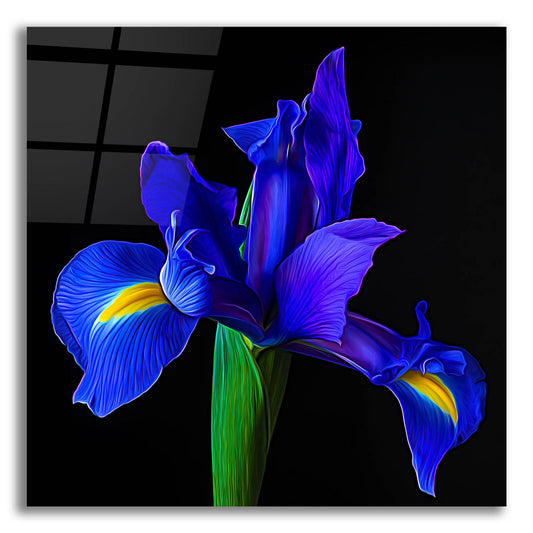 Epic Art 'Blue Iris' by Pamela Plummer, Acrylic Glass Wall Art