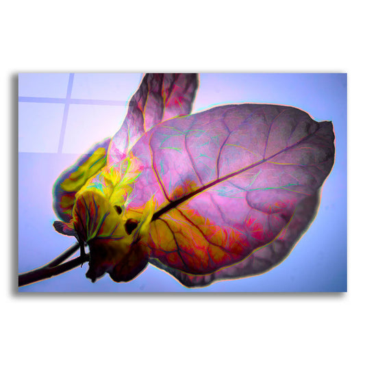 Epic Art 'Bougainvillea Leaf' by Pamela Plummer, Acrylic Glass Wall Art