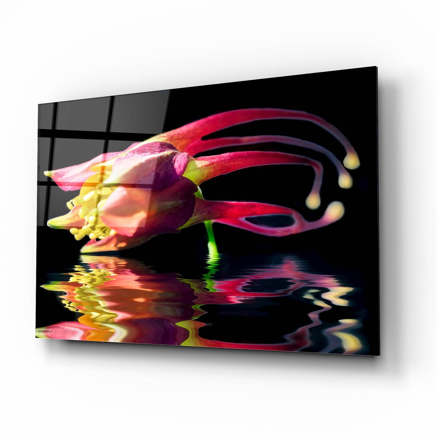 Epic Art 'Columbine Reflection' by Pamela Plummer, Acrylic Glass Wall Art,16x12