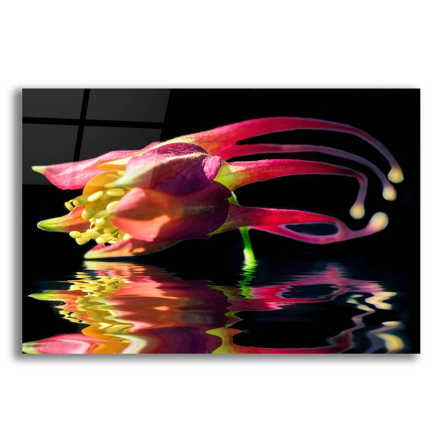 Epic Art 'Columbine Reflection' by Pamela Plummer, Acrylic Glass Wall Art,16x12