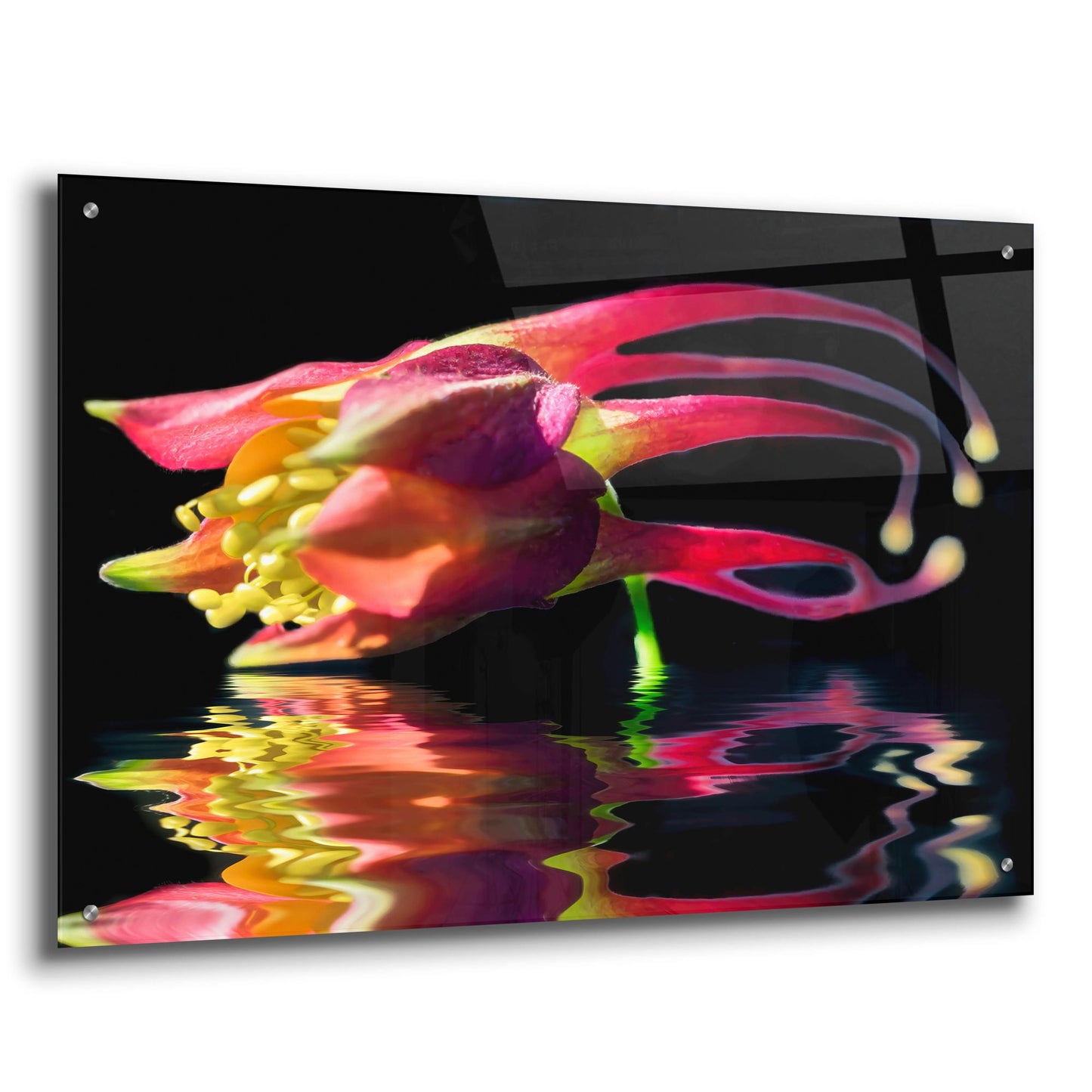 Epic Art 'Columbine Reflection' by Pamela Plummer, Acrylic Glass Wall Art,36x24