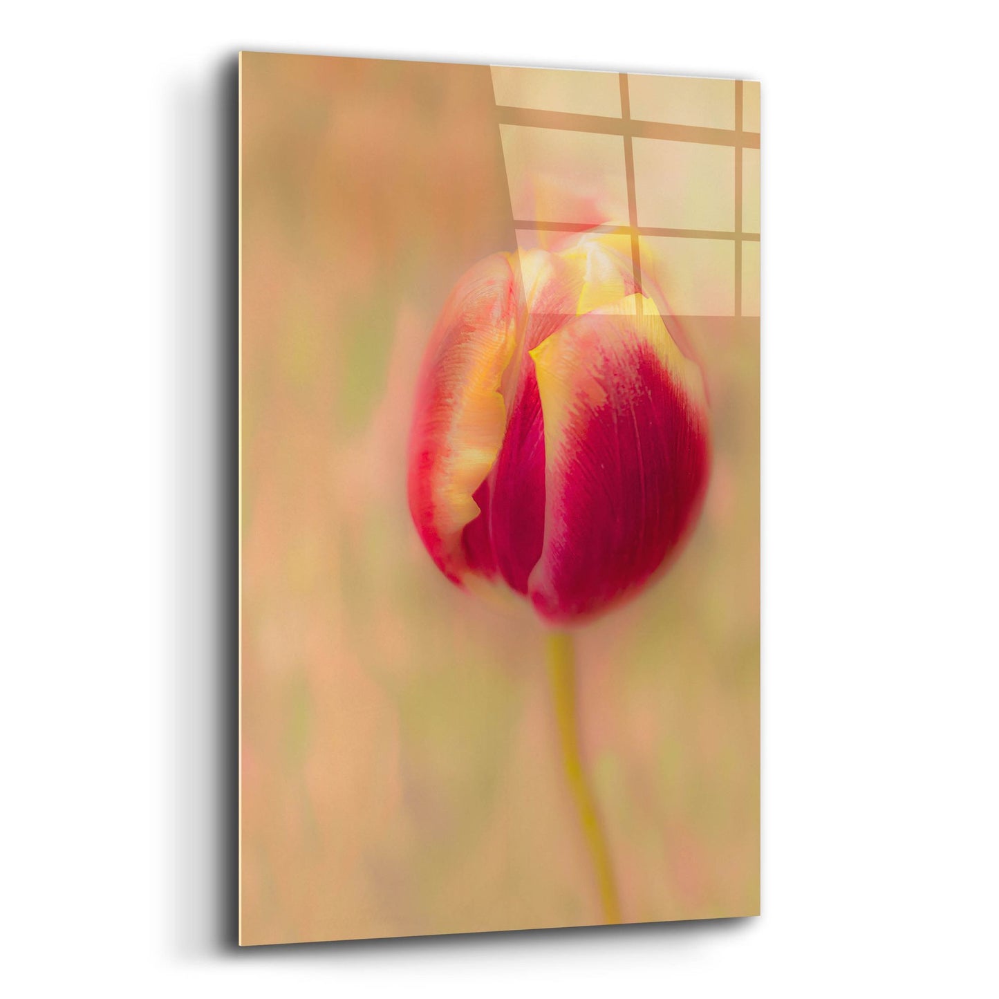 Epic Art 'First Bloom' by Pamela Plummer, Acrylic Glass Wall Art,12x16