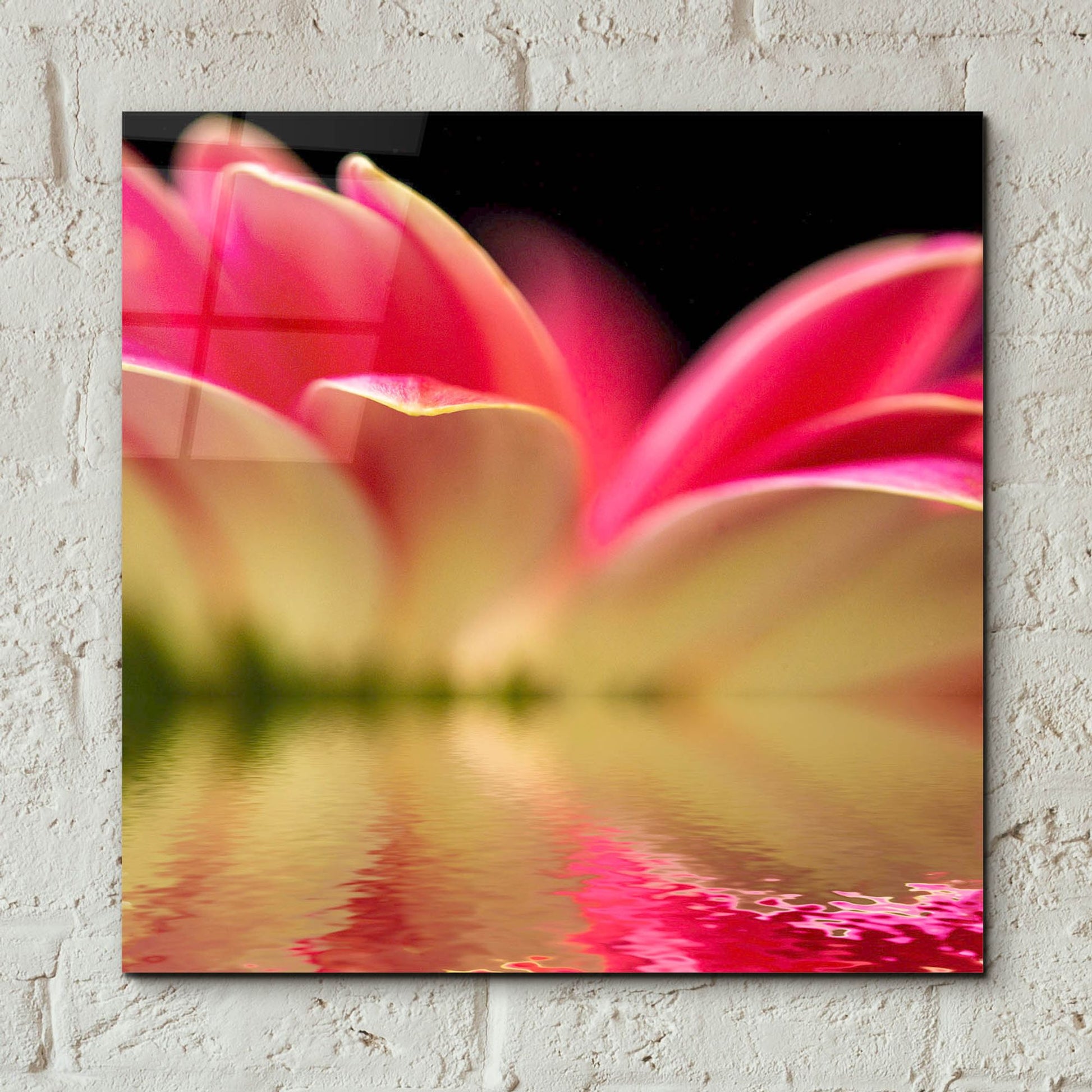 Epic Art 'Gerbera Daisy Reflection' by Pamela Plummer, Acrylic Glass Wall Art,12x12