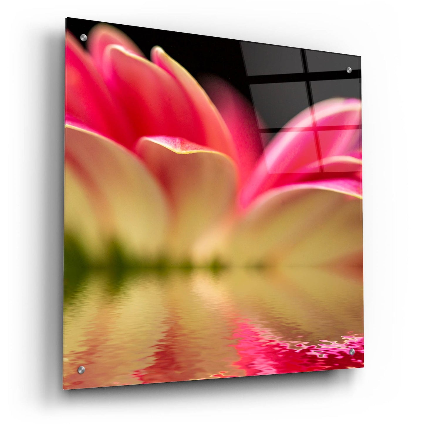 Epic Art 'Gerbera Daisy Reflection' by Pamela Plummer, Acrylic Glass Wall Art,24x24