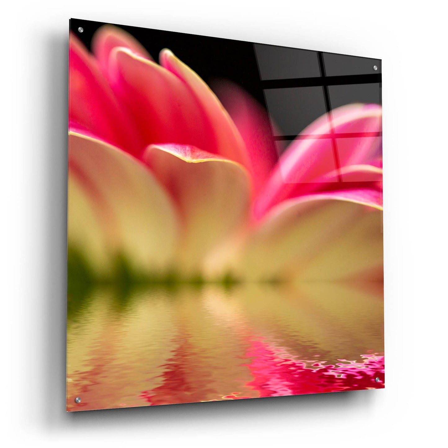 Epic Art 'Gerbera Daisy Reflection' by Pamela Plummer, Acrylic Glass Wall Art,36x36