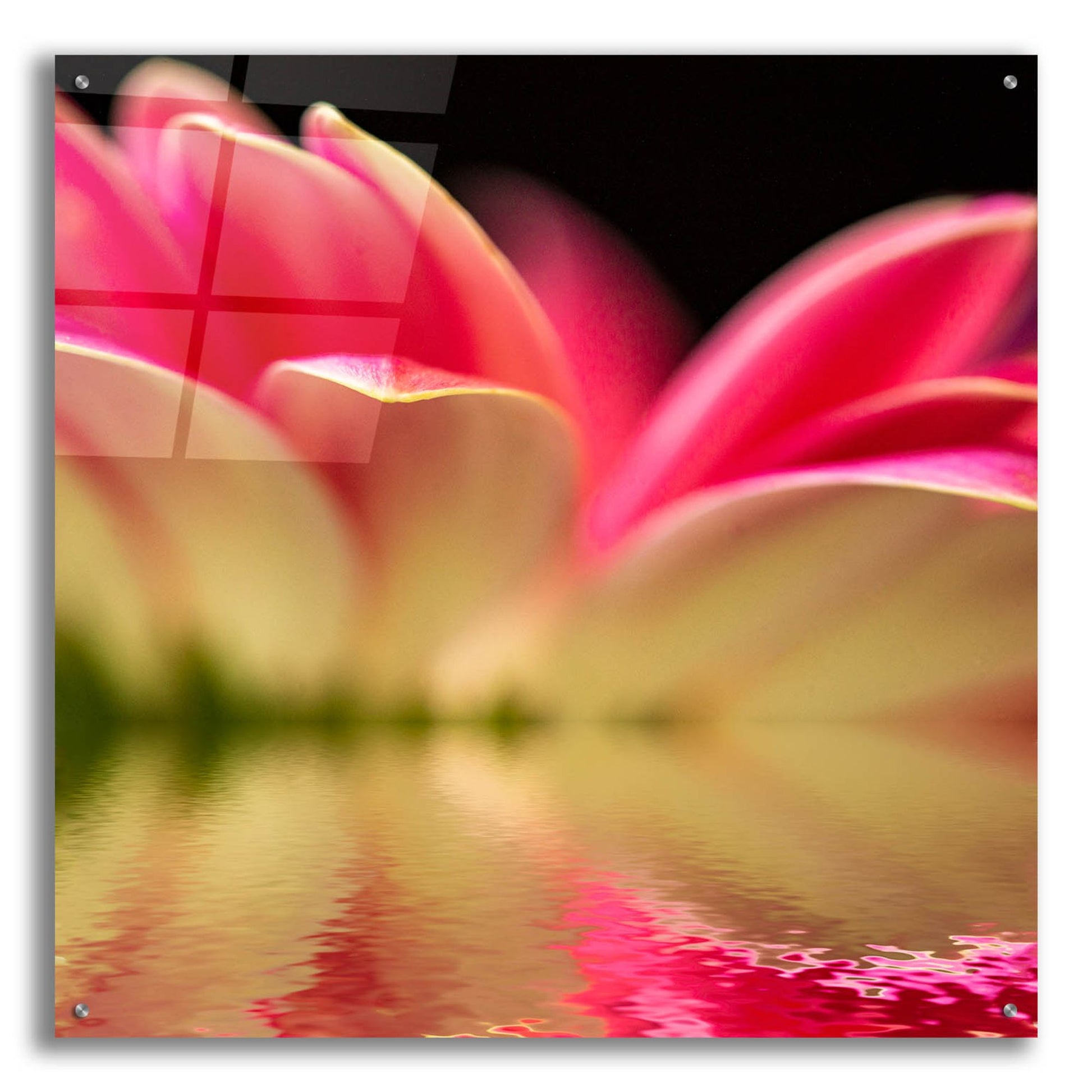 Epic Art 'Gerbera Daisy Reflection' by Pamela Plummer, Acrylic Glass Wall Art,36x36