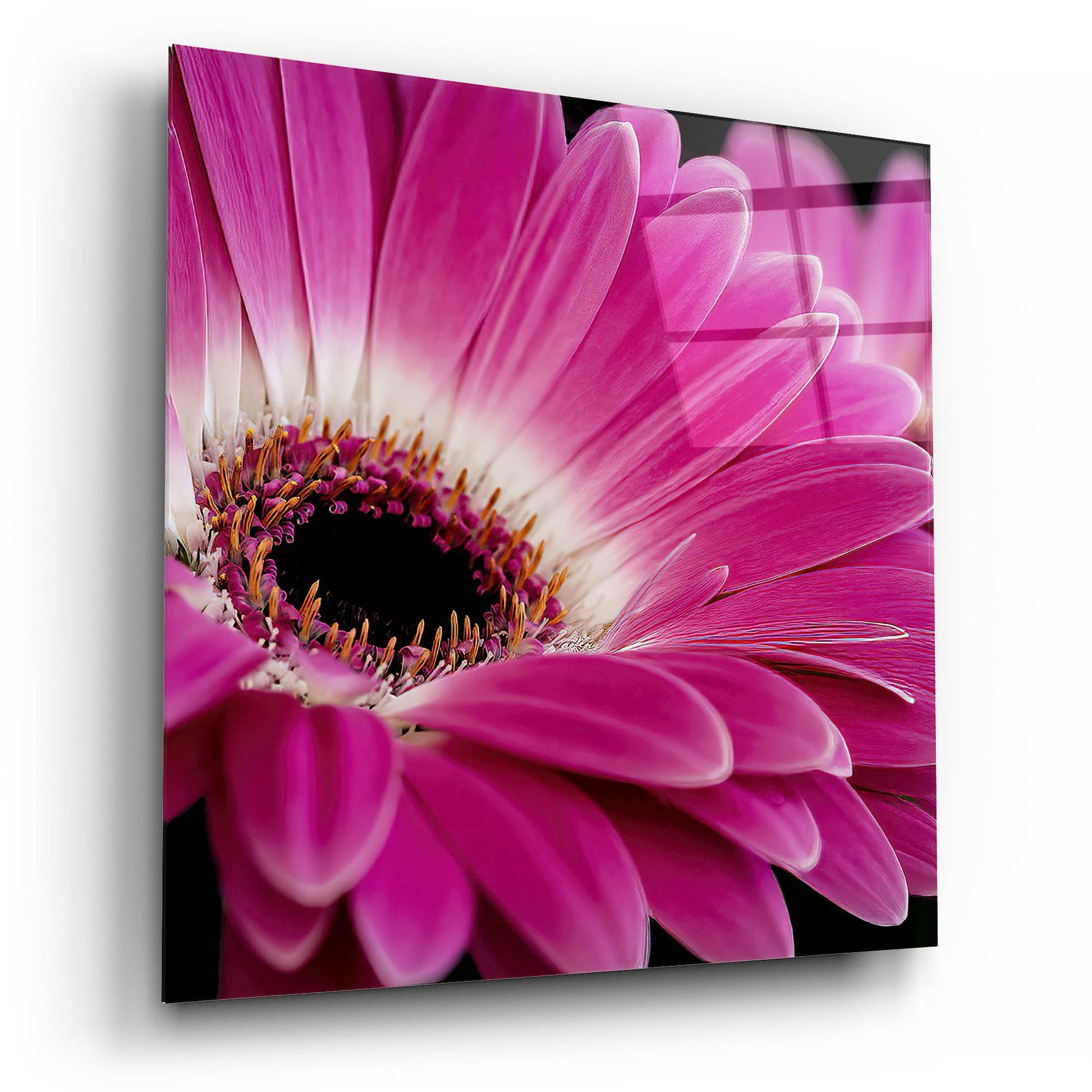 Epic Art 'Gerbera Daisy' by Pamela Plummer, Acrylic Glass Wall Art,12x12