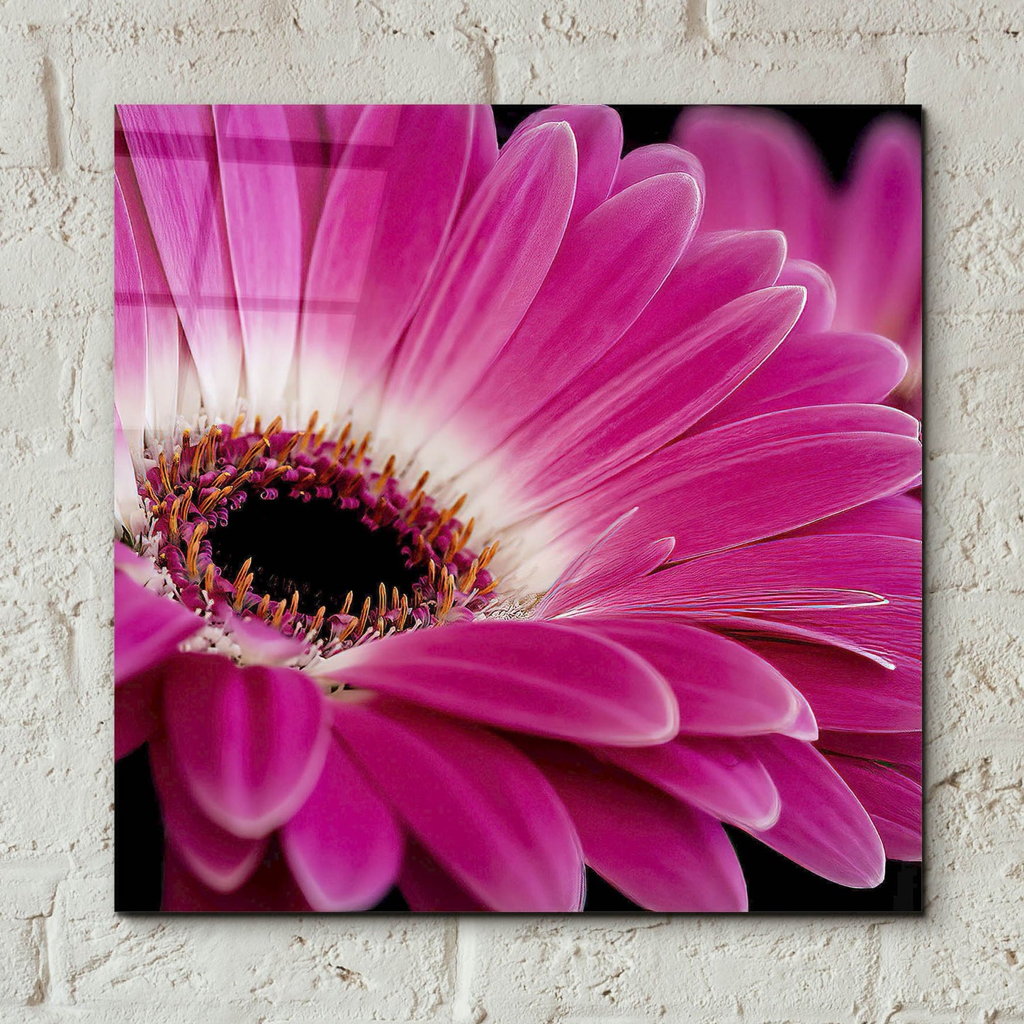 Epic Art 'Gerbera Daisy' by Pamela Plummer, Acrylic Glass Wall Art,12x12