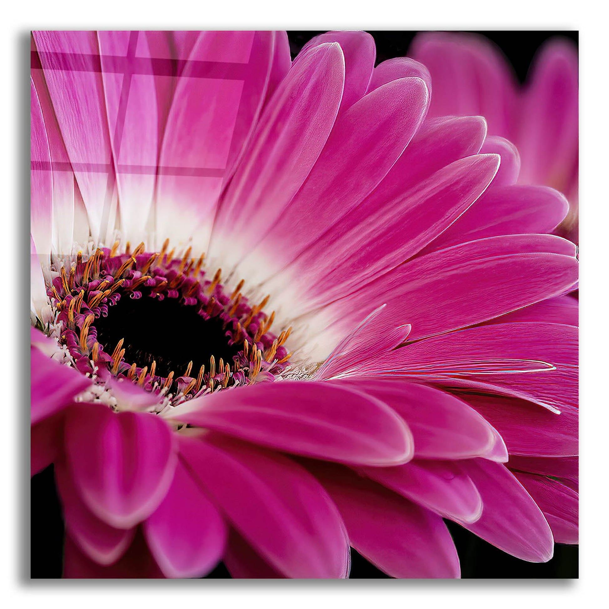 Epic Art 'Gerbera Daisy' by Pamela Plummer, Acrylic Glass Wall Art,12x12