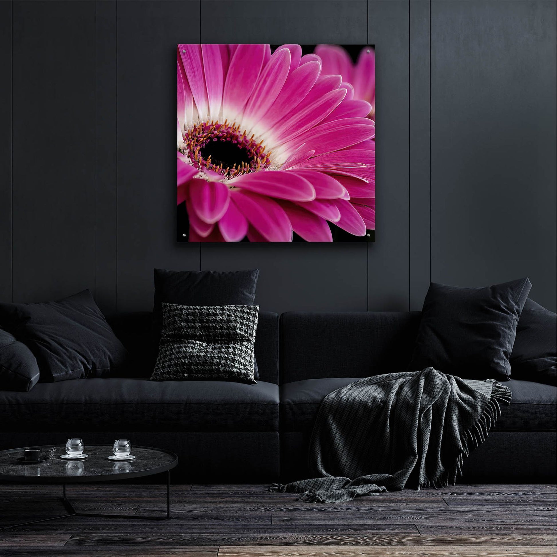 Epic Art 'Gerbera Daisy' by Pamela Plummer, Acrylic Glass Wall Art,36x36