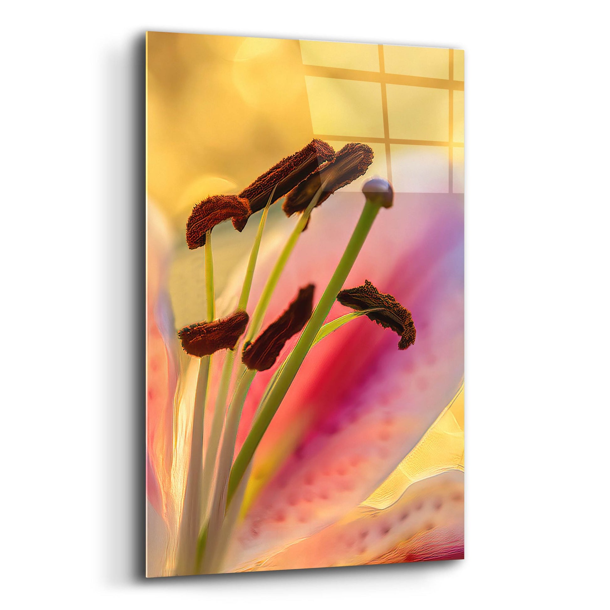 Epic Art 'Lily Anthers' by Pamela Plummer, Acrylic Glass Wall Art,12x16