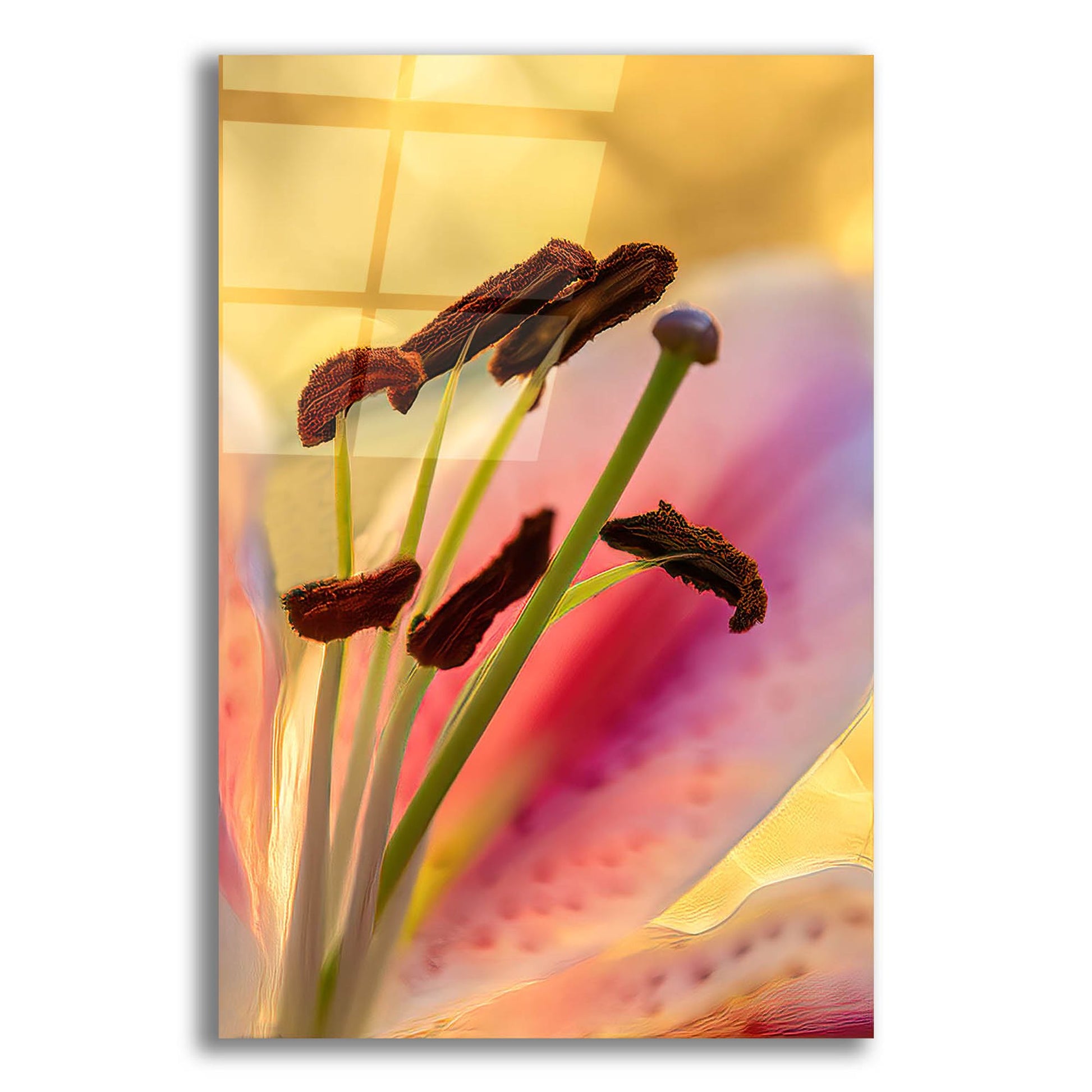 Epic Art 'Lily Anthers' by Pamela Plummer, Acrylic Glass Wall Art,12x16