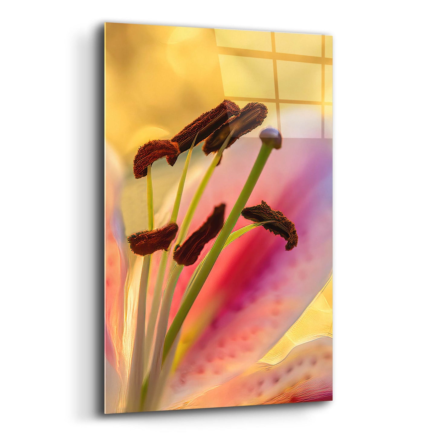 Epic Art 'Lily Anthers' by Pamela Plummer, Acrylic Glass Wall Art,16x24