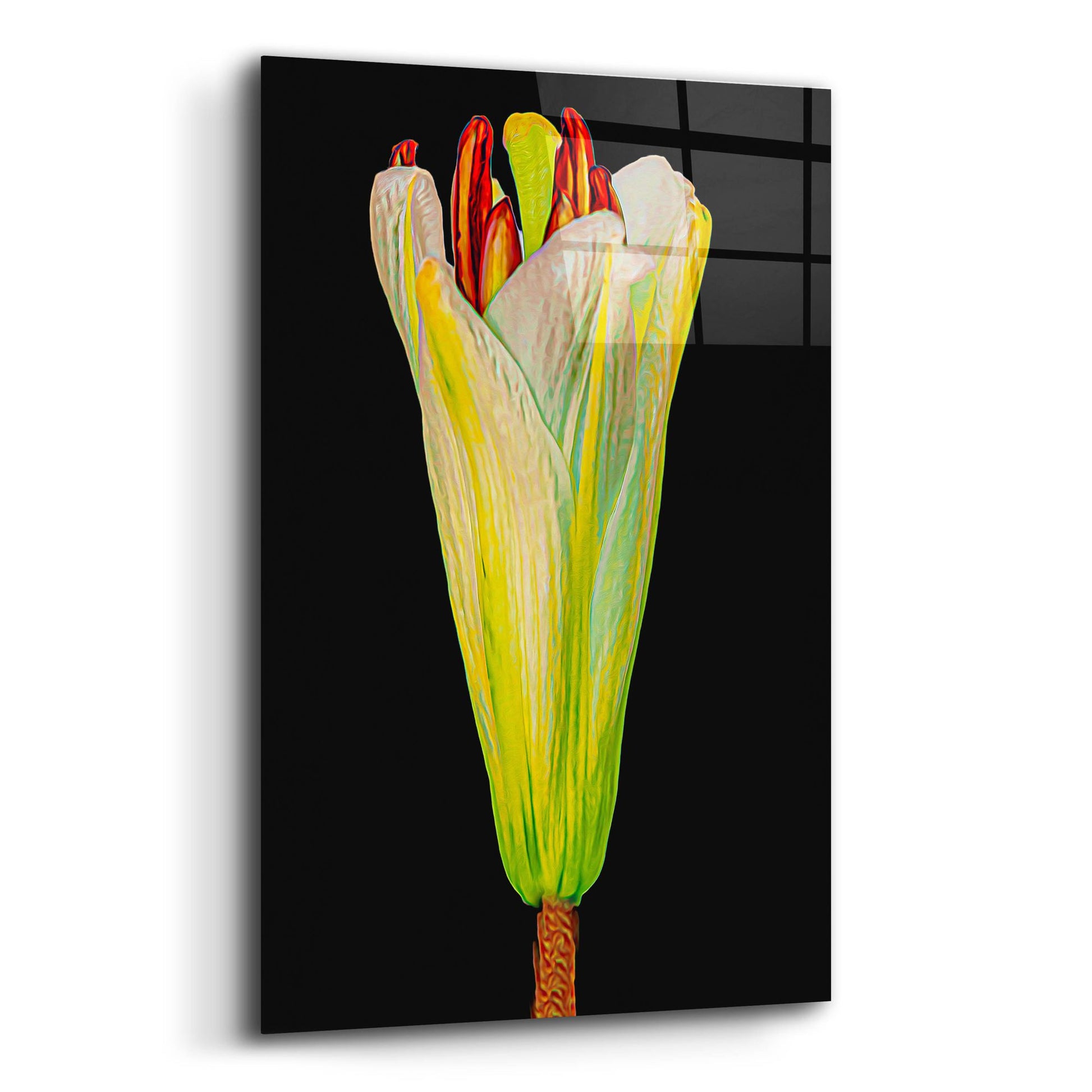 Epic Art 'Lily Bud' by Pamela Plummer, Acrylic Glass Wall Art,12x16