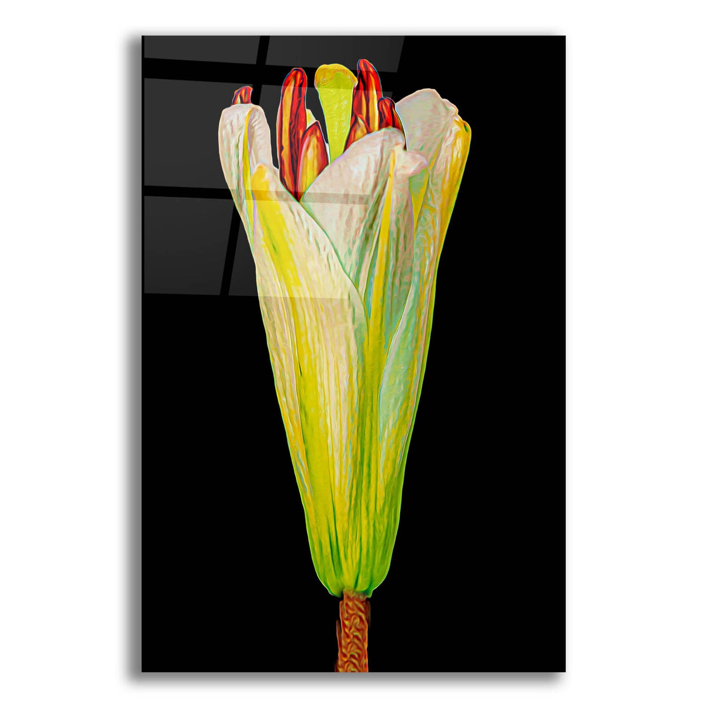 Epic Art 'Lily Bud' by Pamela Plummer, Acrylic Glass Wall Art,12x16