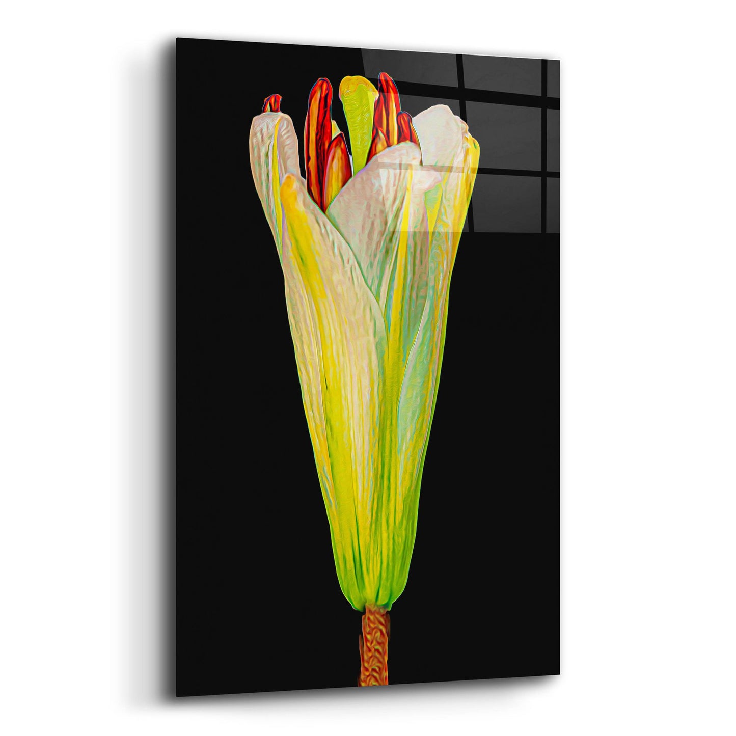 Epic Art 'Lily Bud' by Pamela Plummer, Acrylic Glass Wall Art,16x24