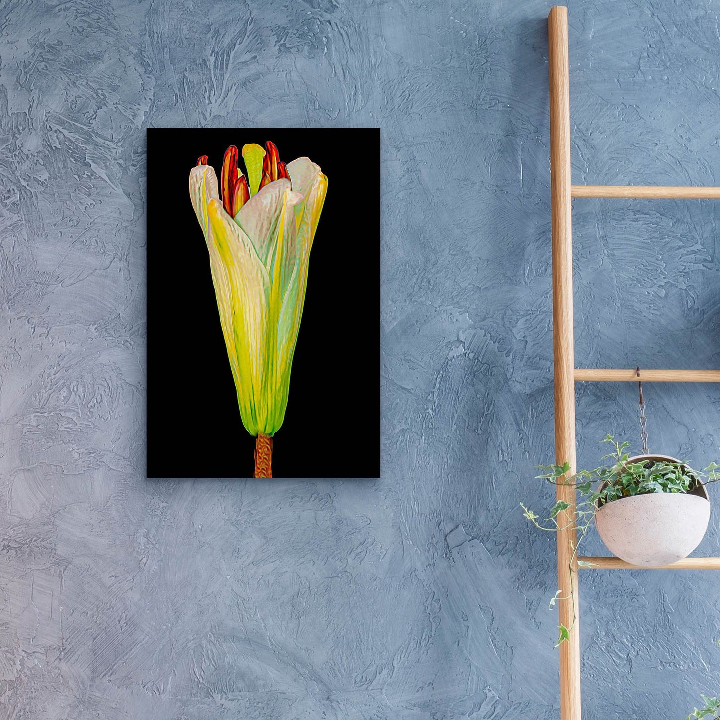 Epic Art 'Lily Bud' by Pamela Plummer, Acrylic Glass Wall Art,16x24