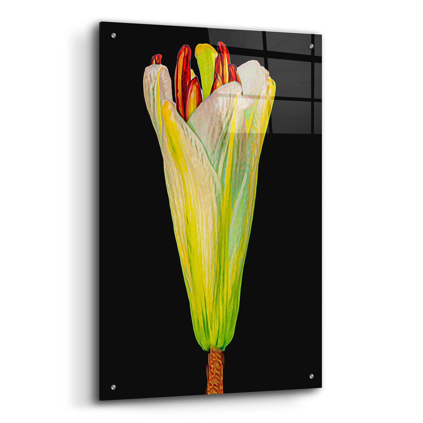 Epic Art 'Lily Bud' by Pamela Plummer, Acrylic Glass Wall Art,24x36