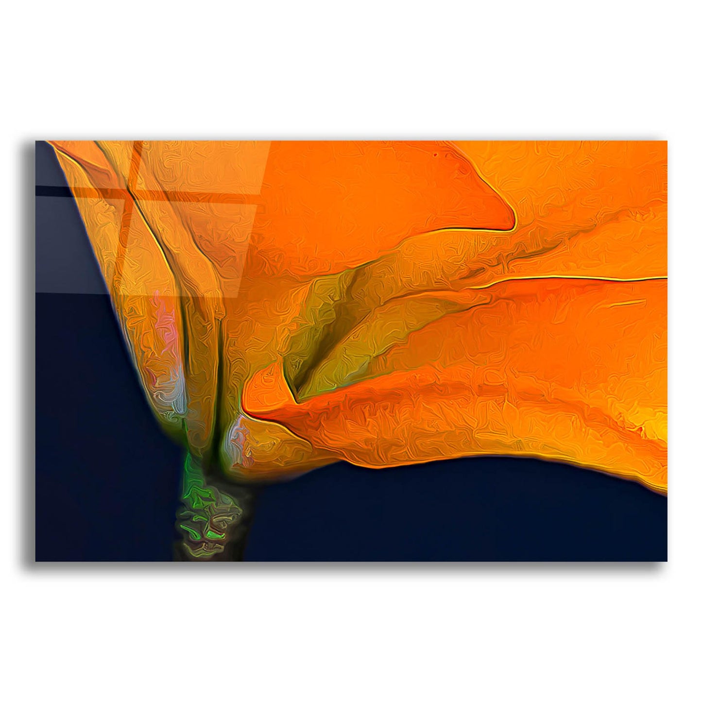 Epic Art 'Lily Dressed In Orange' by Pamela Plummer, Acrylic Glass Wall Art,16x12