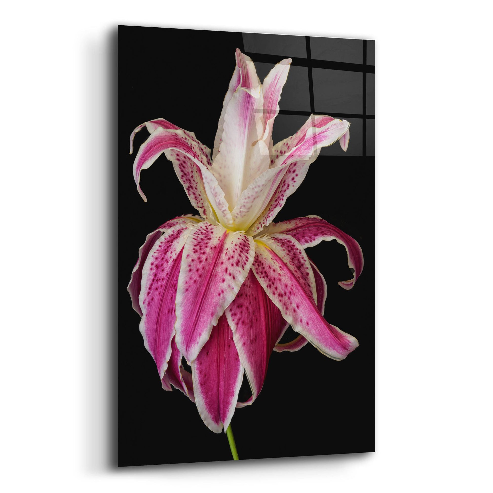 Epic Art 'Lily Queen' by Pamela Plummer, Acrylic Glass Wall Art,12x16