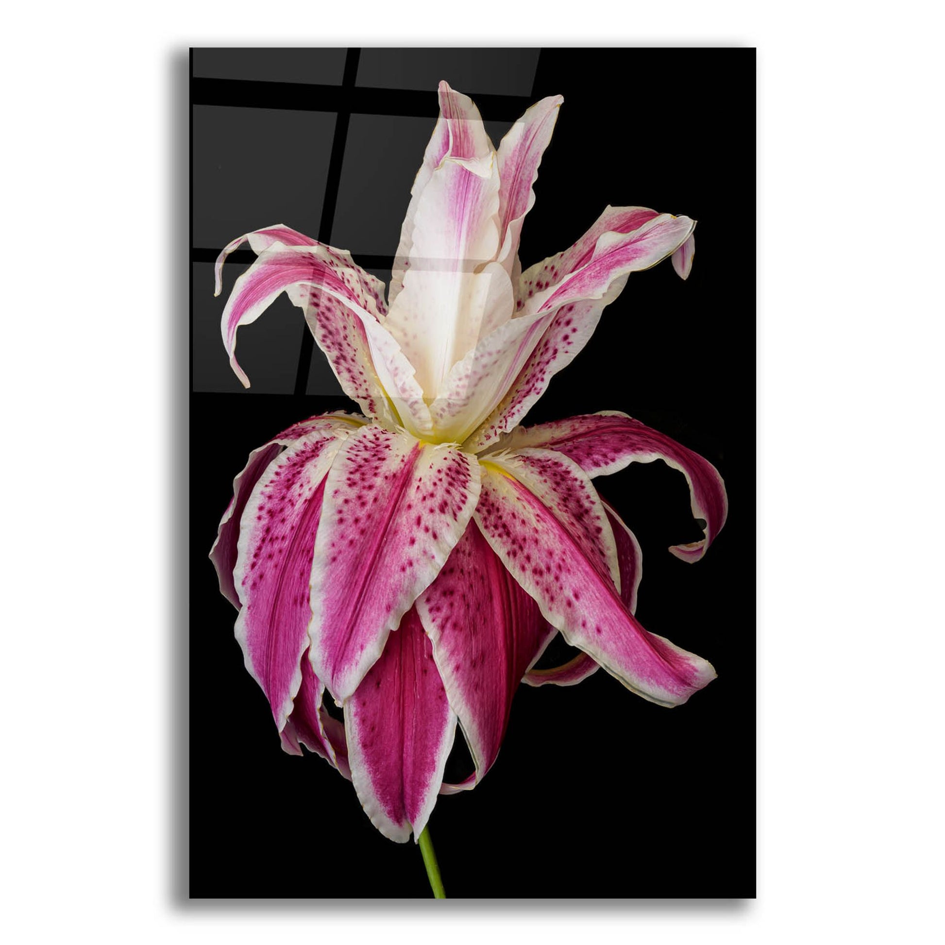 Epic Art 'Lily Queen' by Pamela Plummer, Acrylic Glass Wall Art,12x16