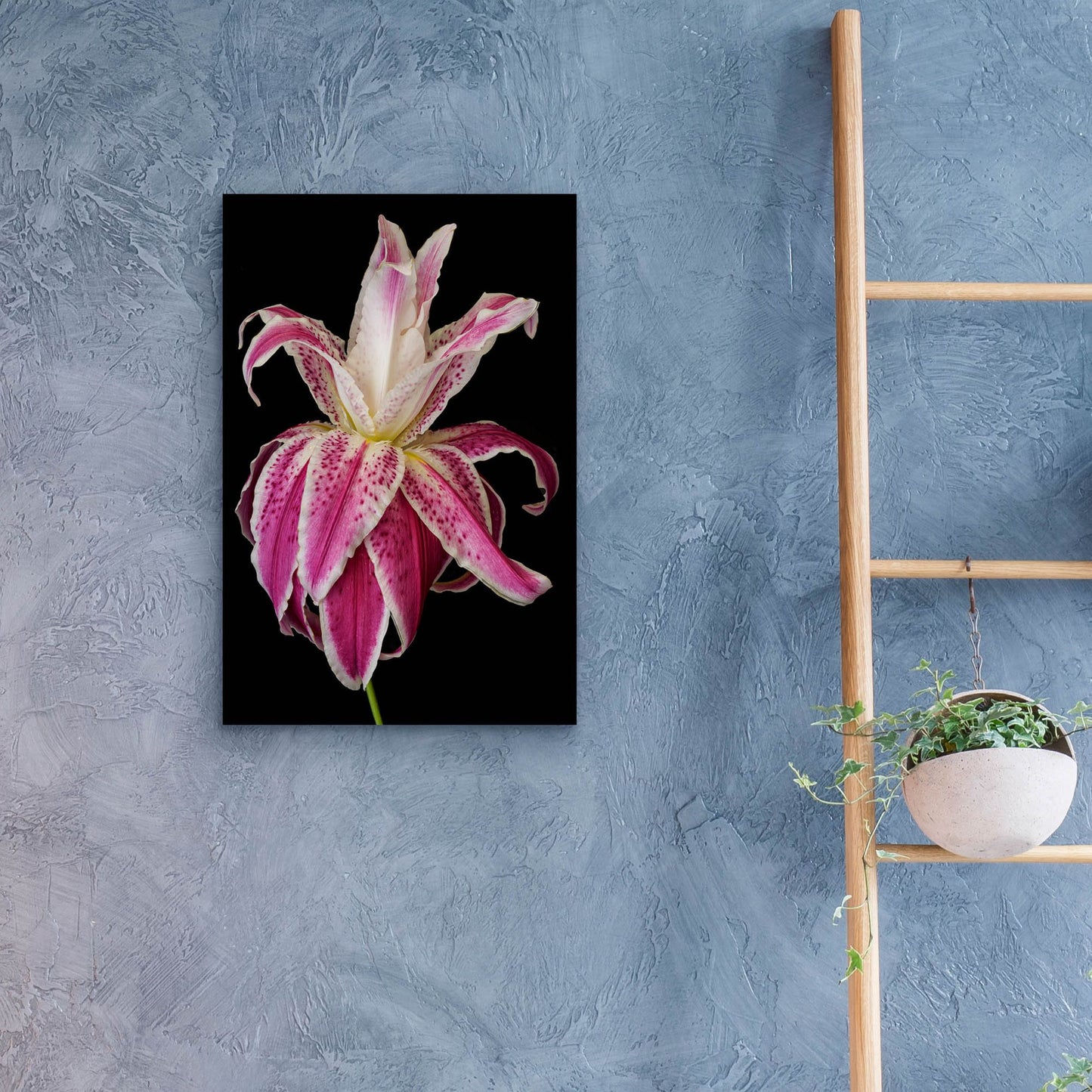 Epic Art 'Lily Queen' by Pamela Plummer, Acrylic Glass Wall Art,16x24