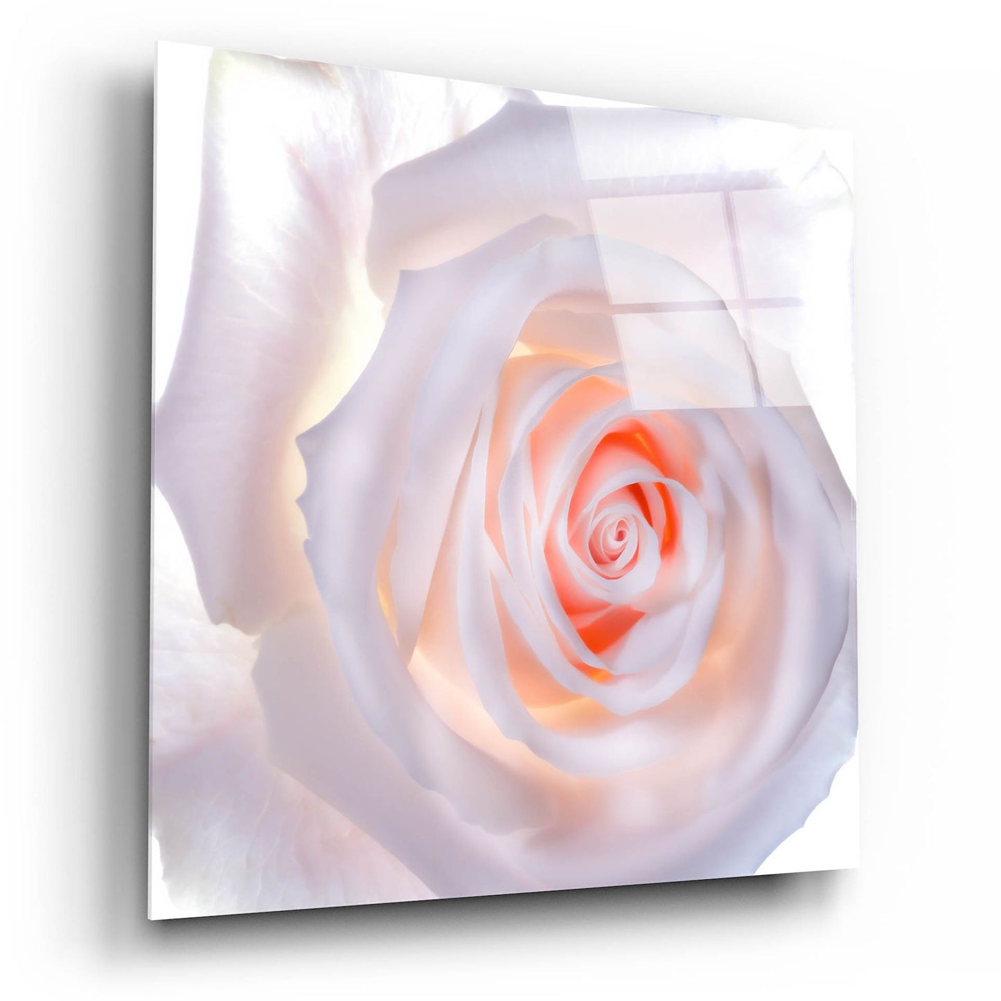 Epic Art 'Love Is A Pink Rose' by Pamela Plummer, Acrylic Glass Wall Art,12x12