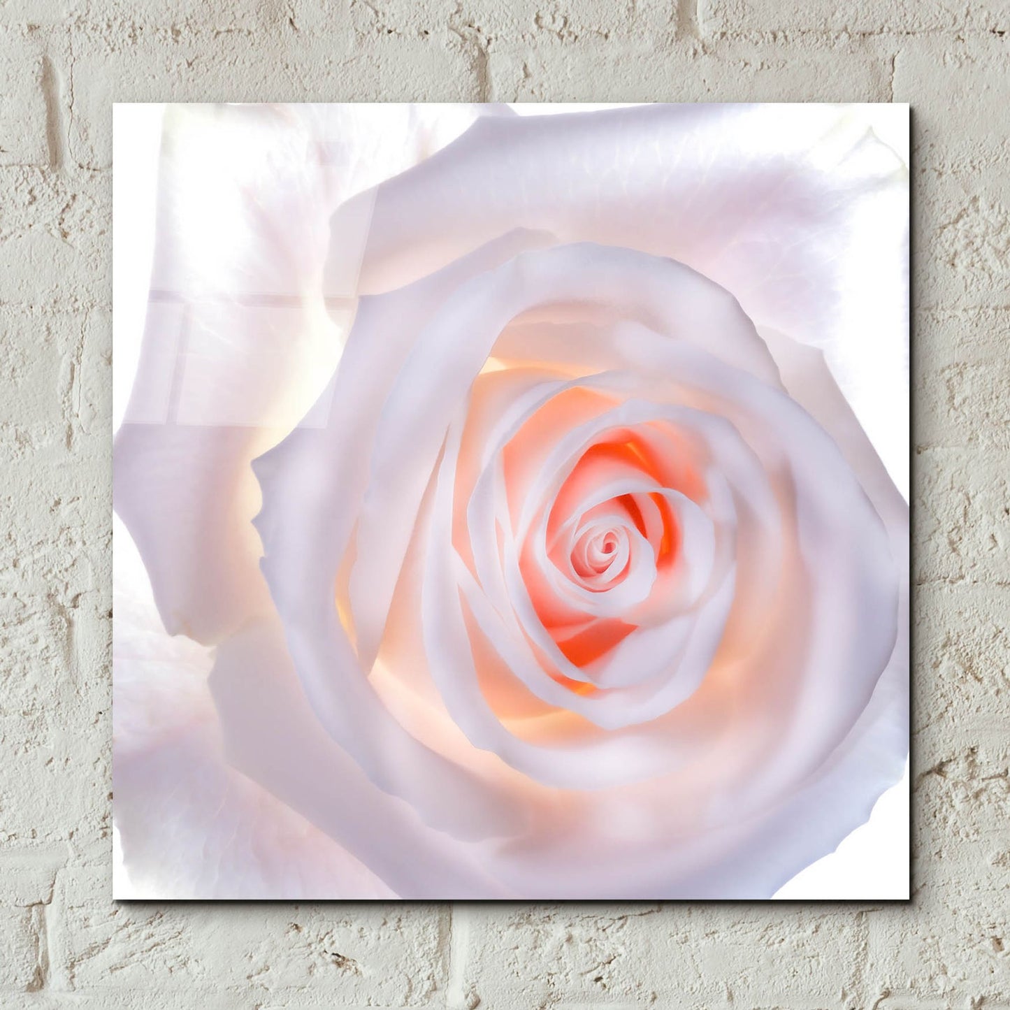 Epic Art 'Love Is A Pink Rose' by Pamela Plummer, Acrylic Glass Wall Art,12x12