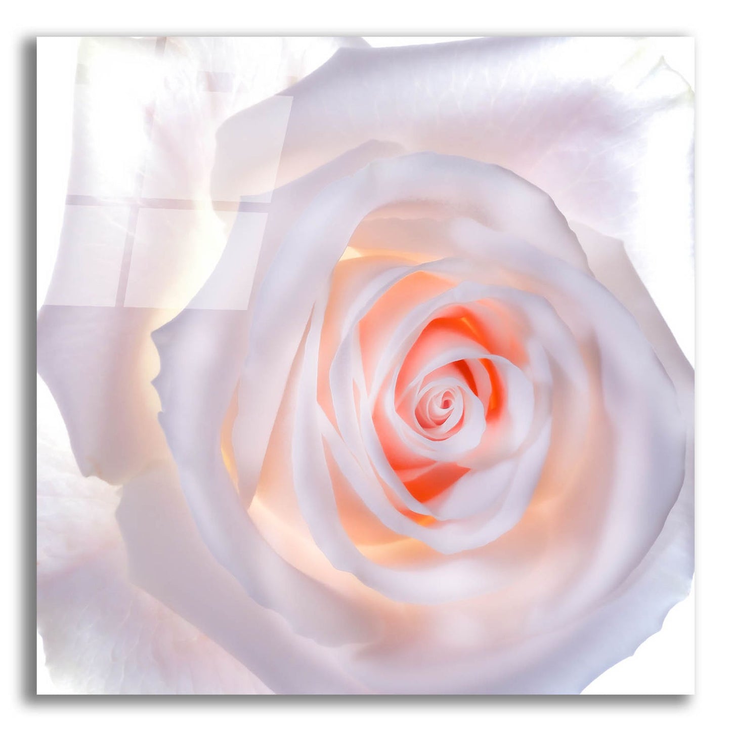 Epic Art 'Love Is A Pink Rose' by Pamela Plummer, Acrylic Glass Wall Art,12x12