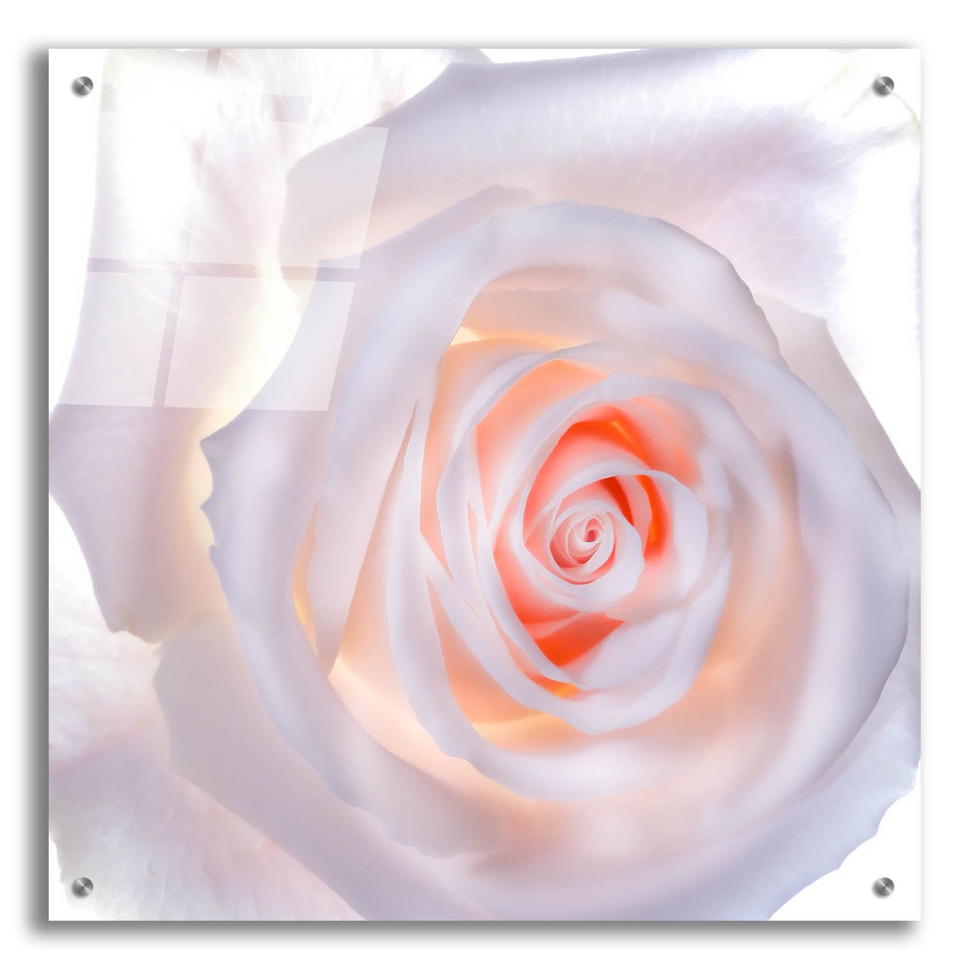 Epic Art 'Love Is A Pink Rose' by Pamela Plummer, Acrylic Glass Wall Art,24x24