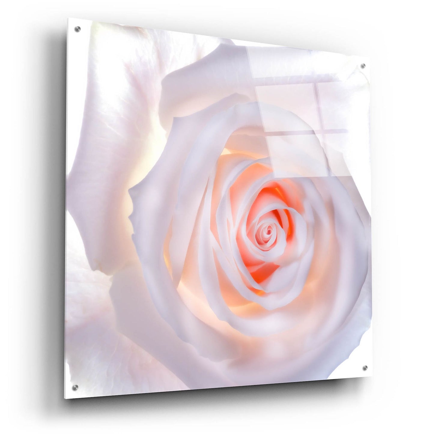 Epic Art 'Love Is A Pink Rose' by Pamela Plummer, Acrylic Glass Wall Art,36x36